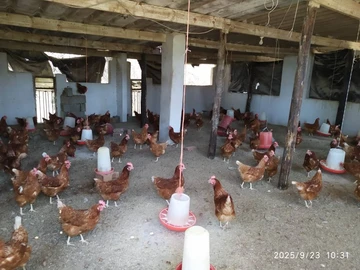 Farm & Agricultural Land